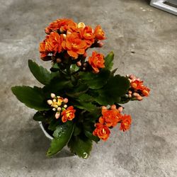 Kalanchoe Calandiva Plant 