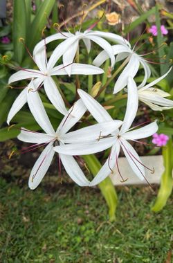 Lily