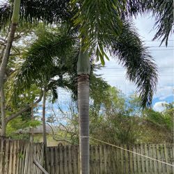 Palm Tree For Sale!
