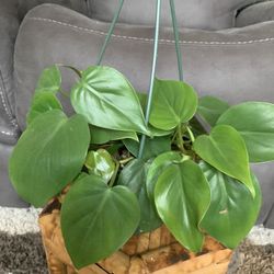 Philodendron Heartleaf 