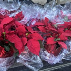 Pascuas Poinsettias Plants Christmas 