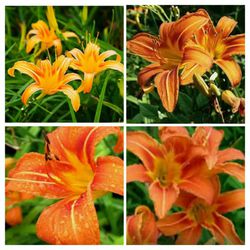 Orange Day Lily Potted 1gallon 18$