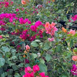 Bougainvillea 