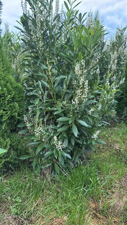 Plant for sale