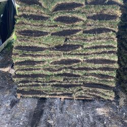 St. Augustine Sod - $225 Per Pallet