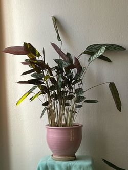 Calathea