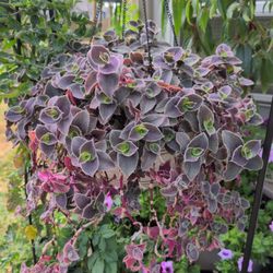 Tradescantia Pallida,Pale Puma Wandering Jew 