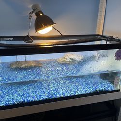 Turtle Tank Setup