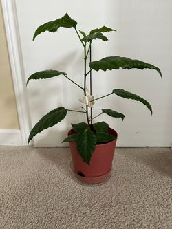 Hibiscus Live plant 18”