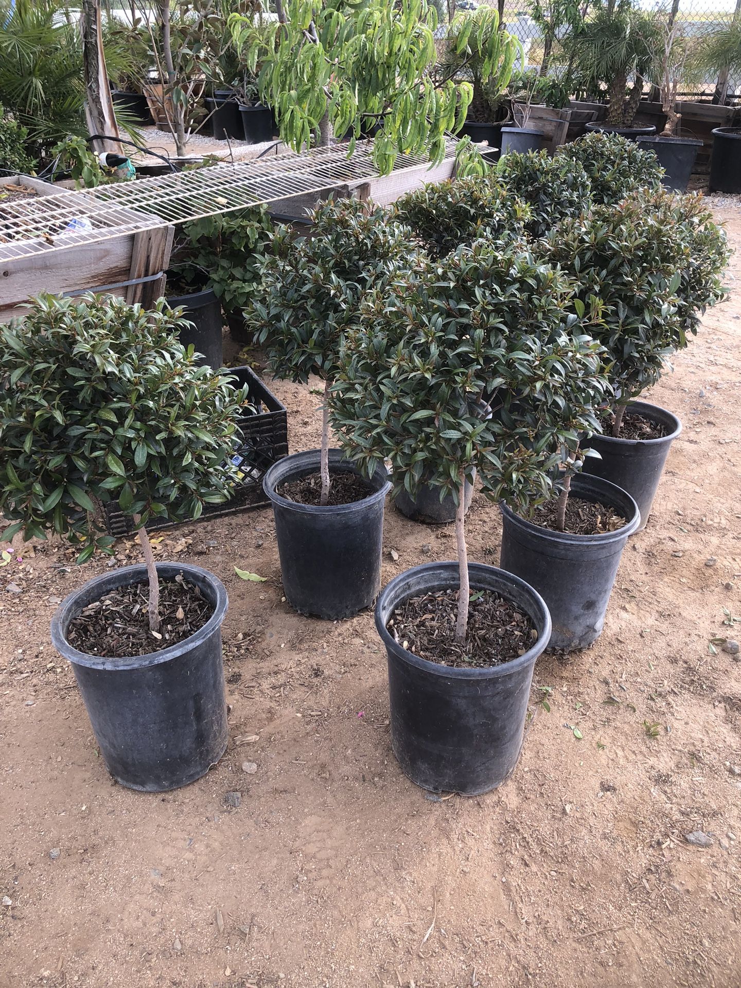 Topiary Bonsai  $35 Each 
