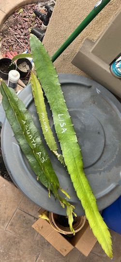 Dragonfruit Cuttings