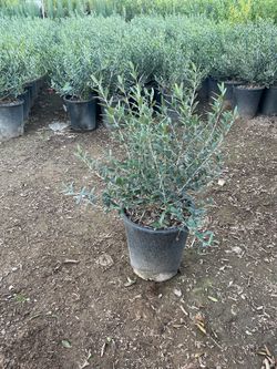 Little Olives