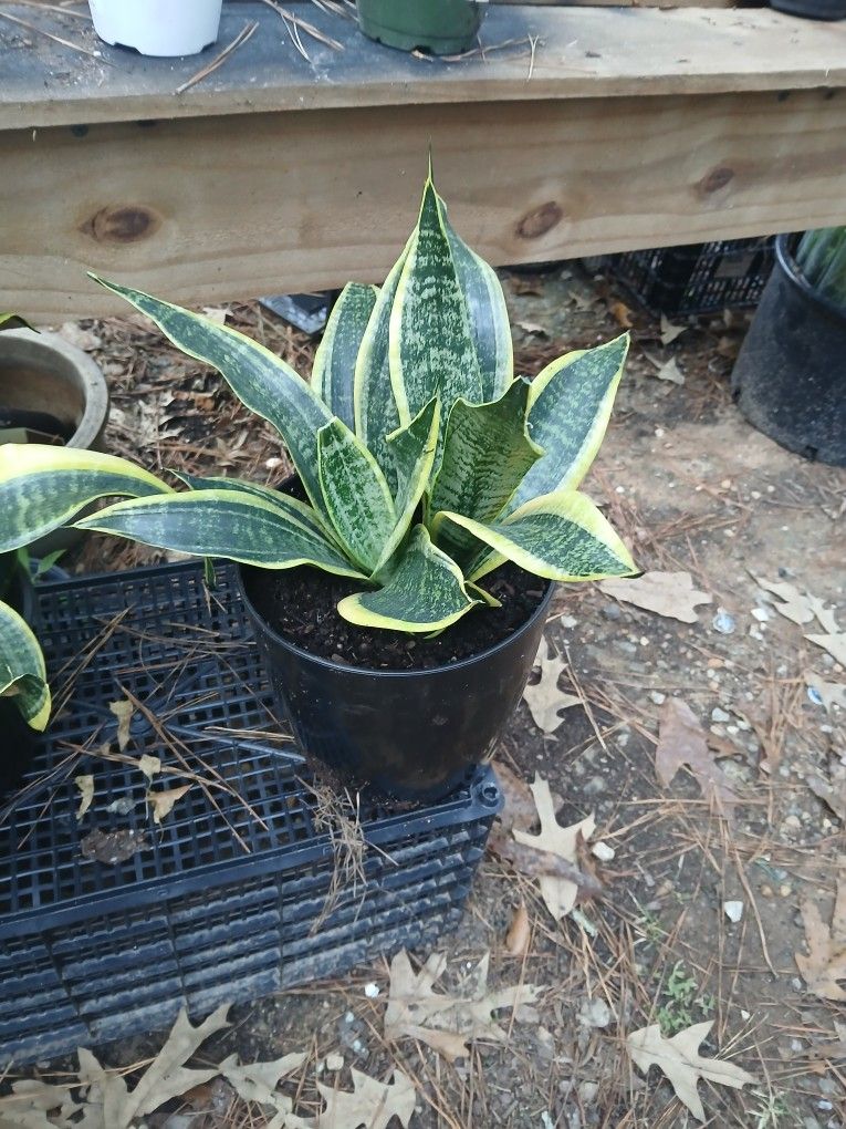 Snake Plant