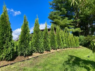 Privacy Tree Sale FREE DELIVERY! Emerald Green & Green Giants 