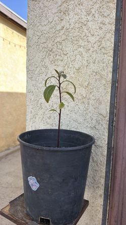 Avocado tree