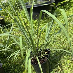 Homegrown Lemongrass Plants For Tea, Cooking, Mosquito Repellent 