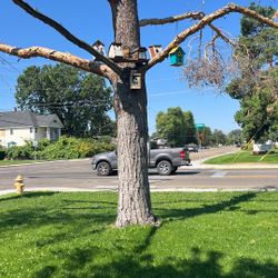 Free Tree For Firewood 