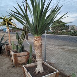 Draco Palm 🌴