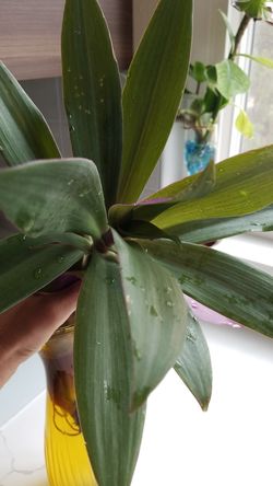 Plant