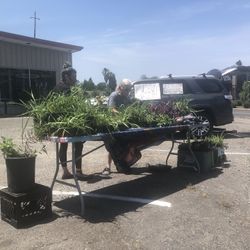 Fund Raiser plant Sale Ton And Tons Of Plants All Sizes