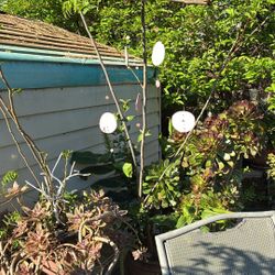 Handcrafted Sand Dollar Wind chime 