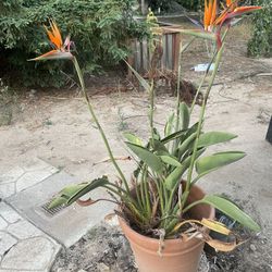 Birds Of Paradise 