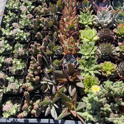 2 Inch Succelents $2 Ea