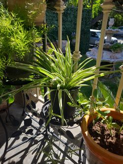 Aglaonema, Kalanchoe Laxiflora Snake Plant,spider Plant