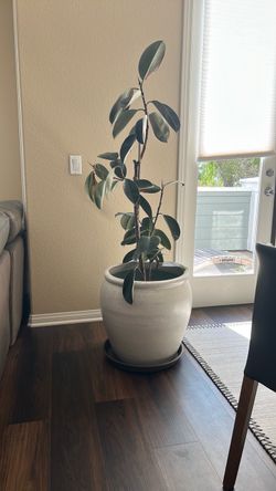Pottery and Plant