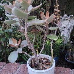 Succulent Plant In A Ceramic Pot