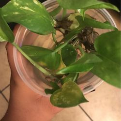 Pothos Cuttings