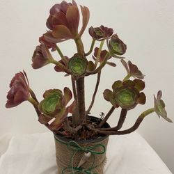 Plant Succulent Aeonium Blushing Beauty