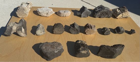 Fossil vertebrae