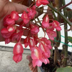 Angel Wing Begonia Cane Plant, In 5 Gallóns Pot Blooming Red Large Flowers Is Outdoor Shade Plant Pick Up Only