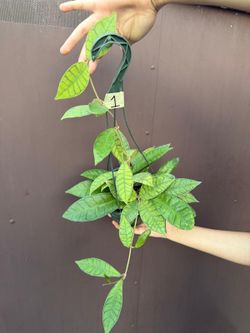 6” hoya callistophylla