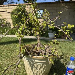 Jade Tree Succulent 