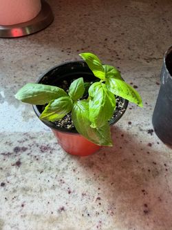 Organic Basil