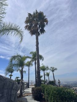 Palm tree