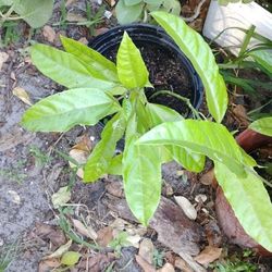 Venta  De Maseras De Maracuya