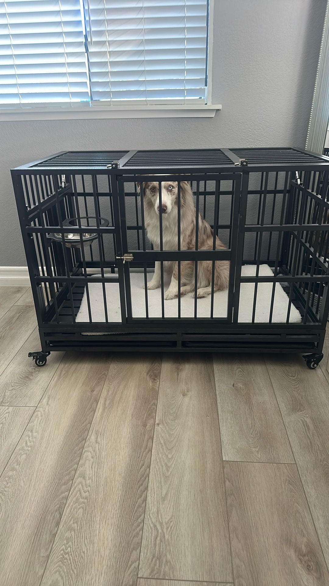 Dog Crate