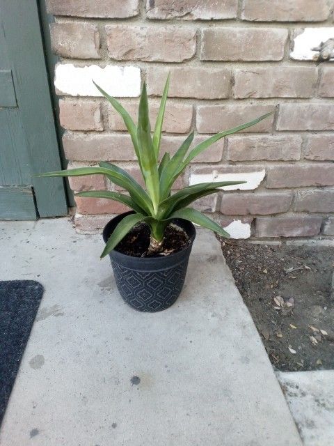 Potted Plant