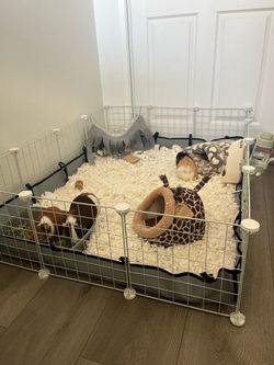 Guinea pig cage