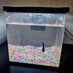 Beta Fish With Fish Tank