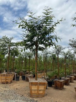 Tipuana, yellow jacaranda ,  evergreen shade tree 36”box