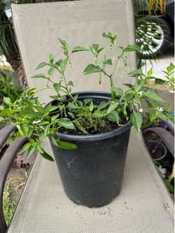 Serrano peppers 🌶️