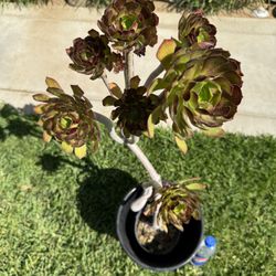 Aeonium Black Rose Plant Succulent