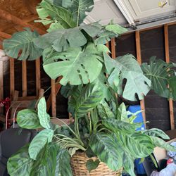 Large Plant 