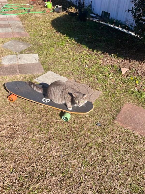 skateboard