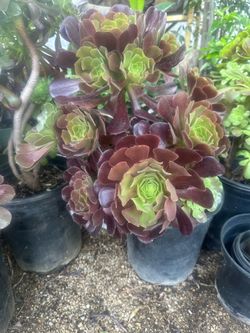 Beautiful succulent