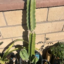 Peruvian apple cactus